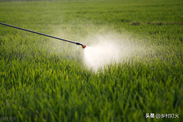 小麦应该在什么时候打矮壮素？喷施时间段一定要把握好