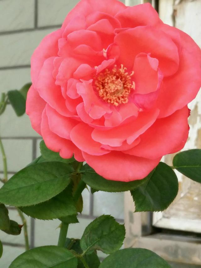 漂亮的花朵