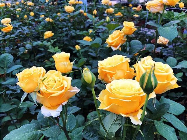 金香玉～灌木切花月季