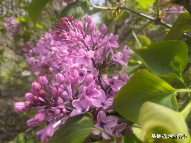 千千结里，暮春意徜徉，紫气更芬芳，丁香粉黛满城香