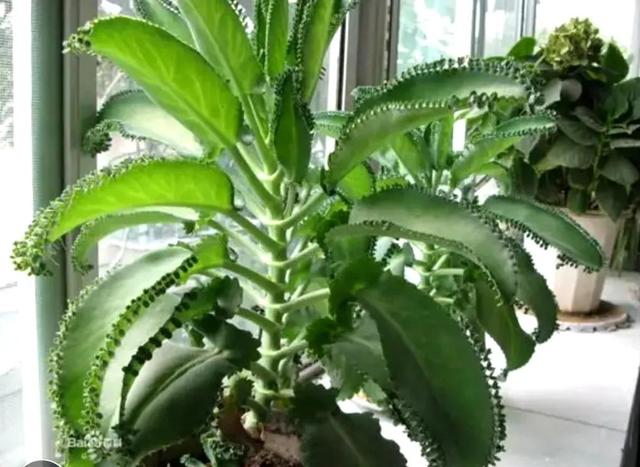 无性繁殖植物—落地生根