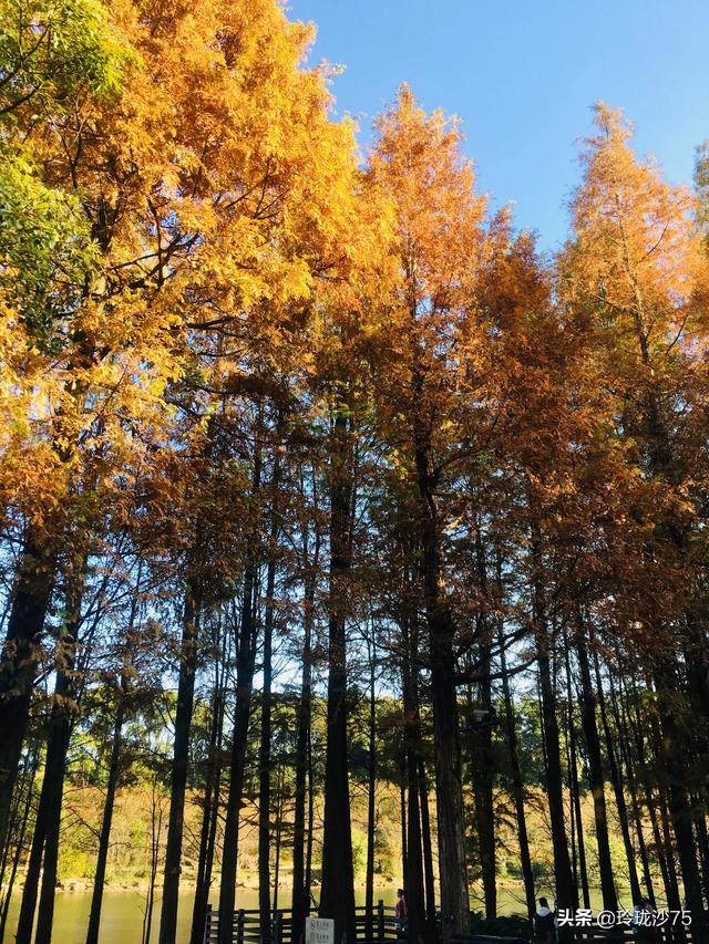 長沙唯一擁有戶外足球場的公園，更有大片水杉美景等你來