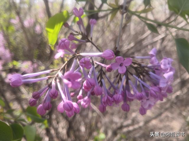 千千结里，暮春意徜徉，紫气更芬芳，丁香粉黛满城香
