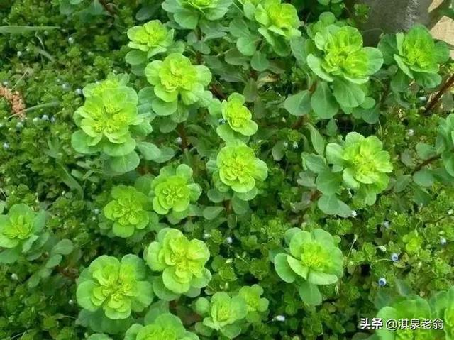 除草剂作用对象及用量（珍藏版）7