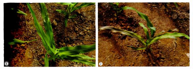 「玉米种植技术」杀虫剂产生药害了怎么办？提早预防1