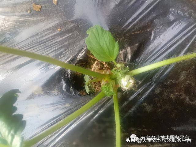 草莓花果期疑难杂症全解析！干货满满1