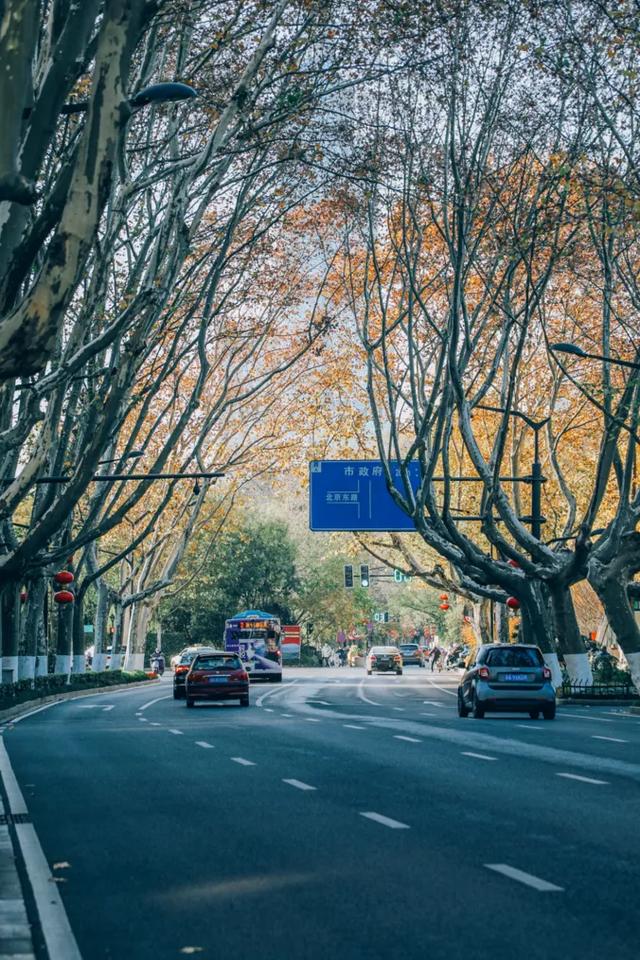 北京東路，喜提秋天