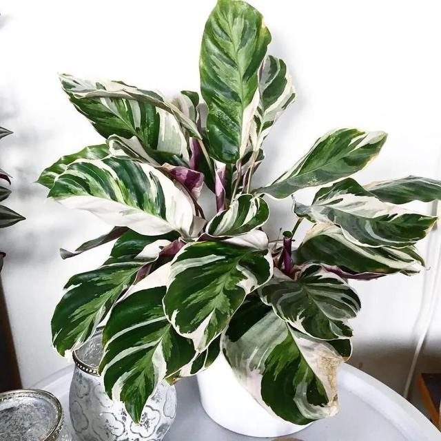 竹芋 竹芋，竹芋图片 生活