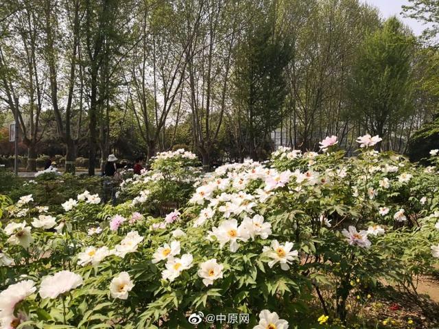 放假通知/郑州发布59号通告/郑州通报1例确诊病例和2例无症状感染者活动轨迹/河南核酸检测价格下调
