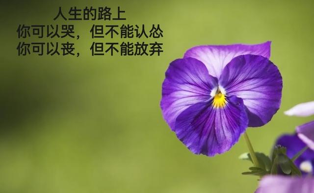让人释怀的正能量人生语录！（句句深入人心激励人生）