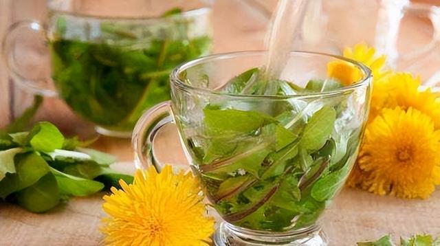 中药又立功？蒲公英或有望成为治癌、消结节的新药，是真的吗