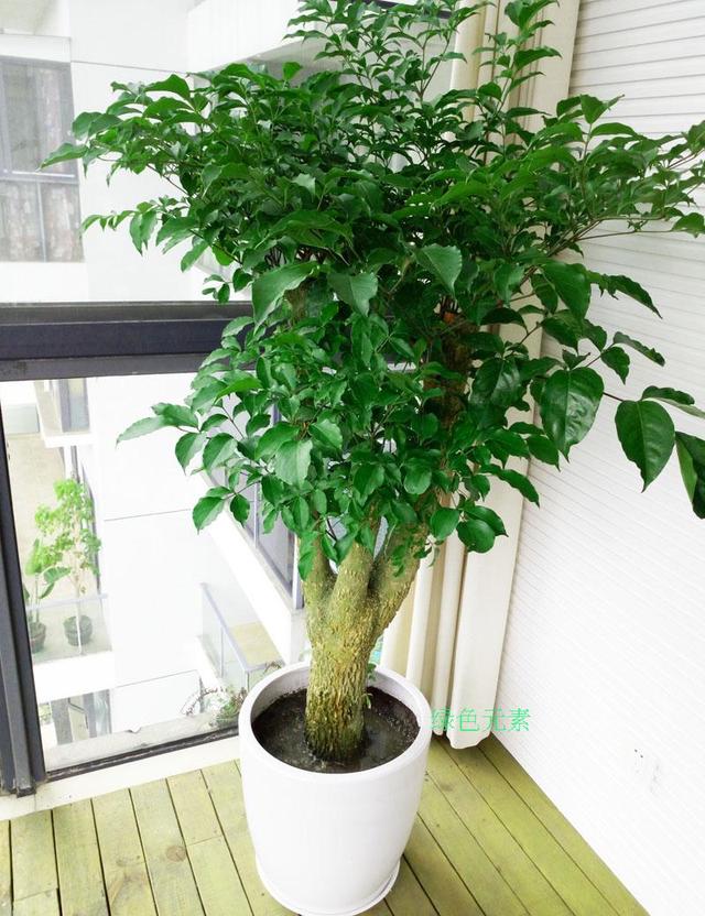 客厅最旺宅的大型植物