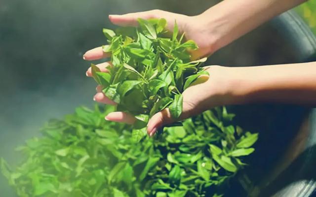 家里放了7、8年的普洱茶、红茶、白茶、乌龙茶，还能不能泡来喝？