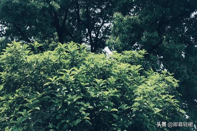 你听，层层叠叠的香樟林间，黄鹂鸟在歌唱