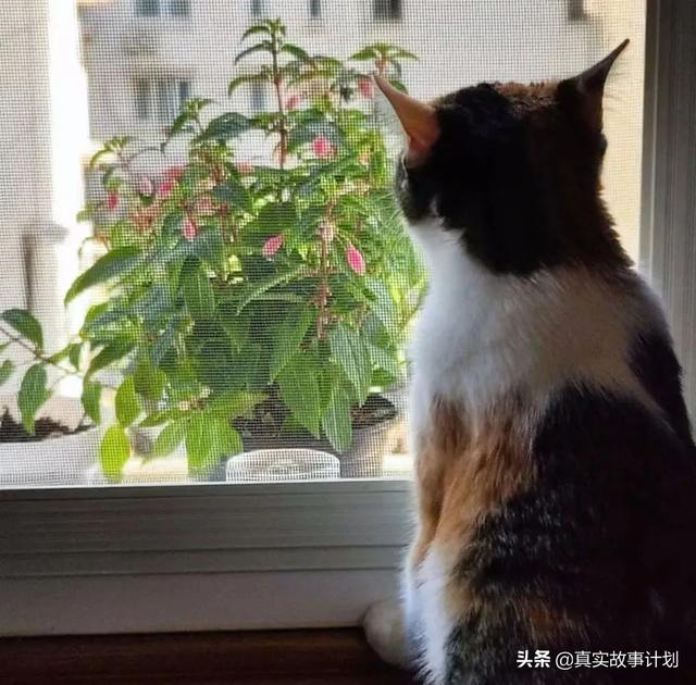 生辰八字沐浴什么没意思