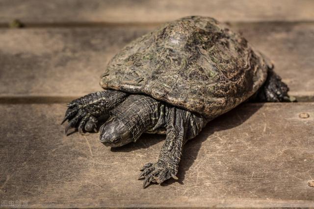 抗衰老的中药（四十四）