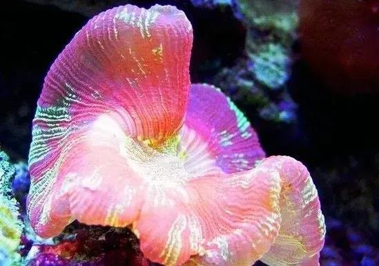 神秘的自然界，无奇不有，美不胜收