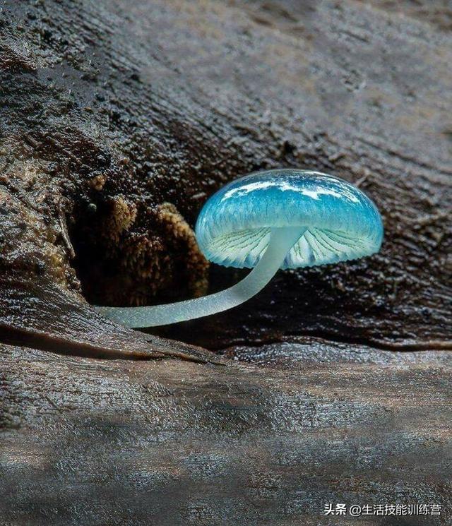 35張圖片帶我們領略大自然的狂野和美麗