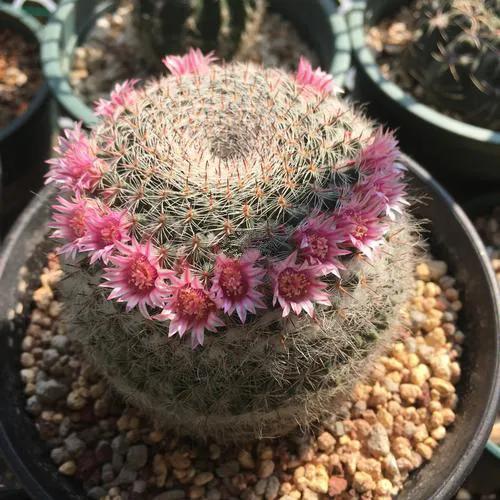 美花欣赏：仙人球开花，美不胜收