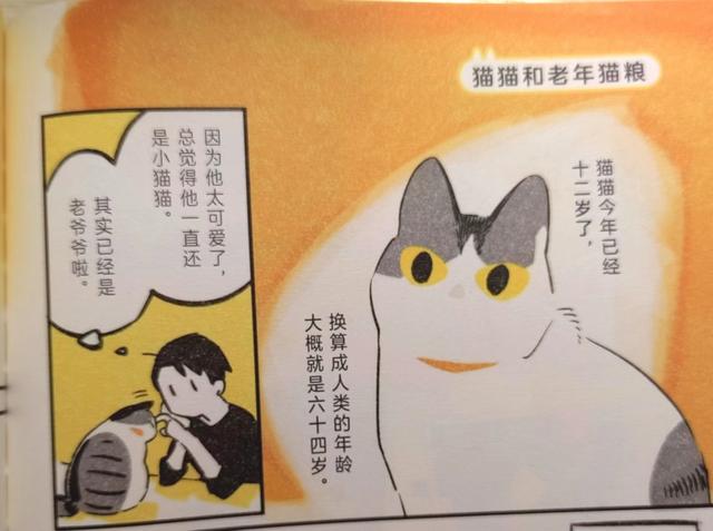 《我的猫，十二岁》世间最长情的告白，它陪你长大，你陪它变老