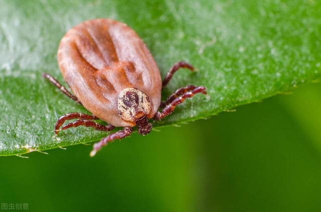 水蛭是什么,蚂蝗还是蚂蝗