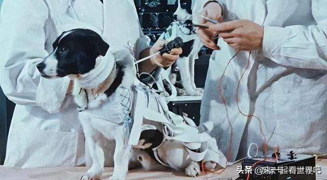 https://blog.sina.com.cn/s/blog_9766a3620102yz2k.html
