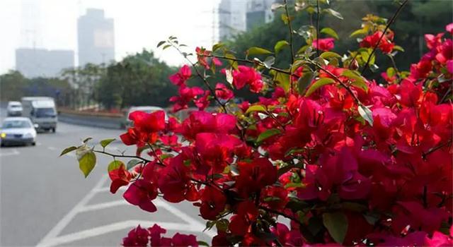 深圳市市花 深圳市市花（深圳市市花簕杜鹃） 生活