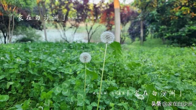 組圖 | 武漢地鐵5號線2期，沿途那些園林，逛一次少一次