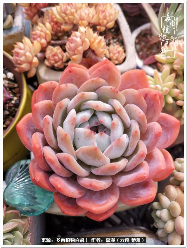 玉蝶铜芯电线价格表4平方,玉蝶铜芯线今日价格