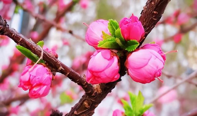 惊艳，十面桃花让你醉