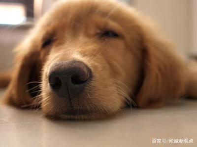 犬瘟热初期怎么治疗 犬瘟热初期怎么治疗（犬瘟热初期症状） 动物