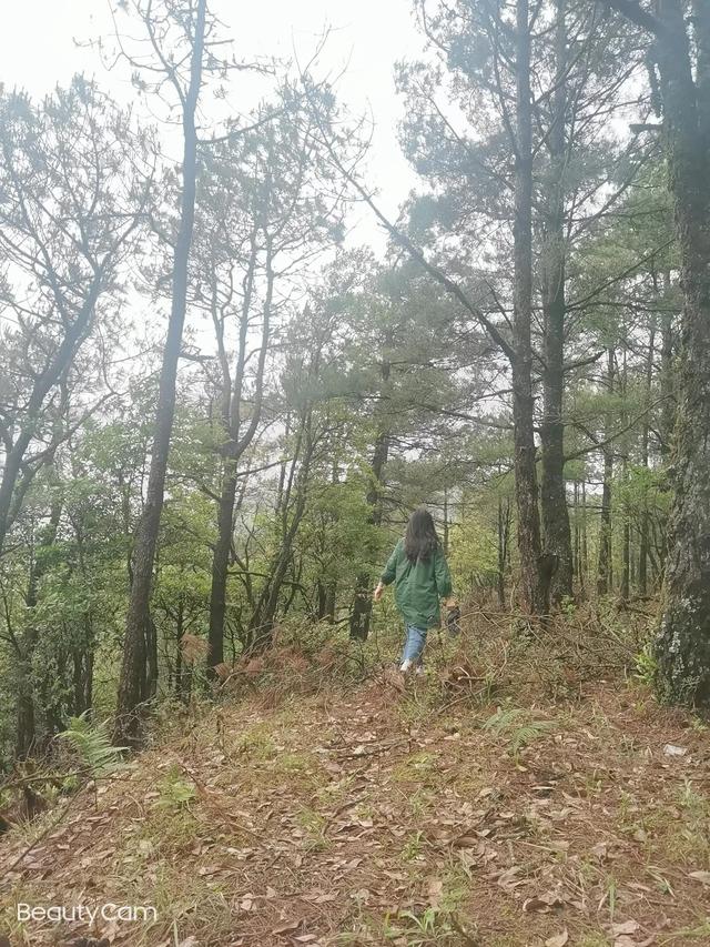 我匆匆地走入丛林中