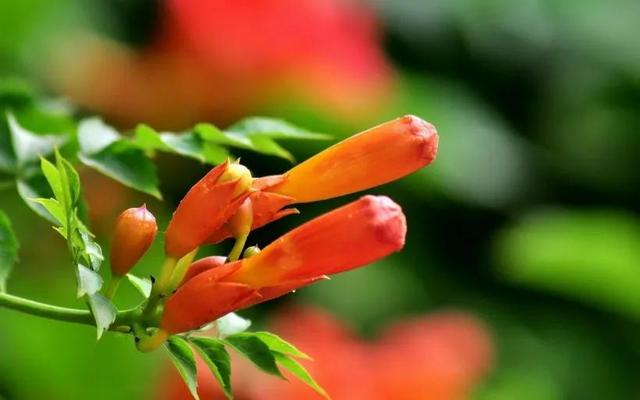 凌霄花开红艳艳
