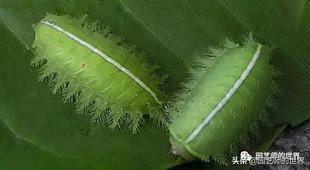 园林植保：常见害虫的防治（尺蠖、蚜虫、红蜘蛛等）11