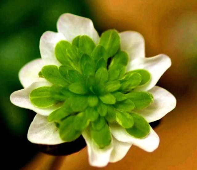 雪割草一一与樱花齐名 新闻时间
