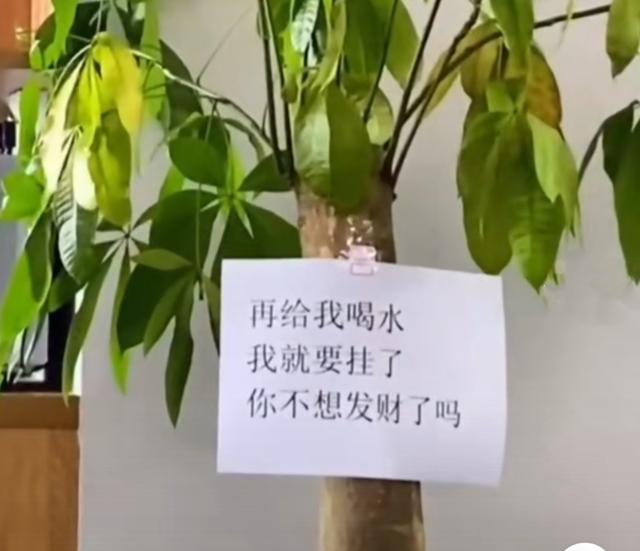 《适合种家里的植物有哪些图片（家里种什么植物好看）》