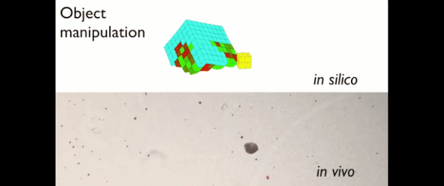 机器人也能「造孩子」：全球首个活体机器人创生命繁衍新方式