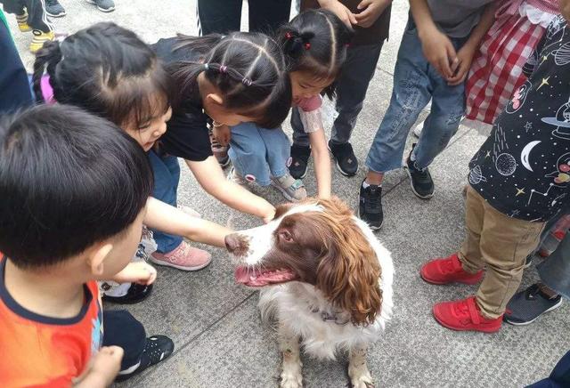 边境牧羊犬性格