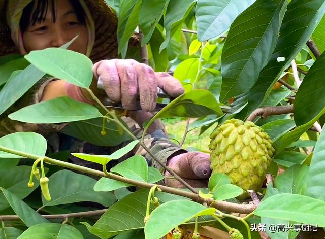 莲雾和释迦是夫妻果吗 莲雾和释迦是夫妻果吗(水果释迦和莲雾夫妻果)