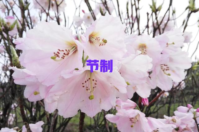 杜鹃花语