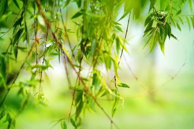 又是一年清明时节，细雨纷纷，思念绵绵