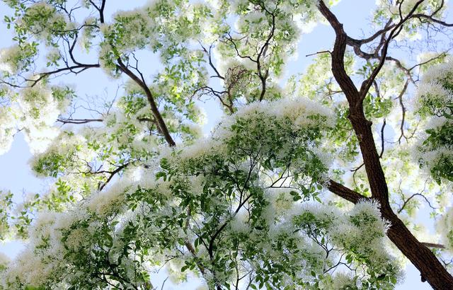 石大沟村流苏花进入盛开季节，满树白花，如覆霜盖雪