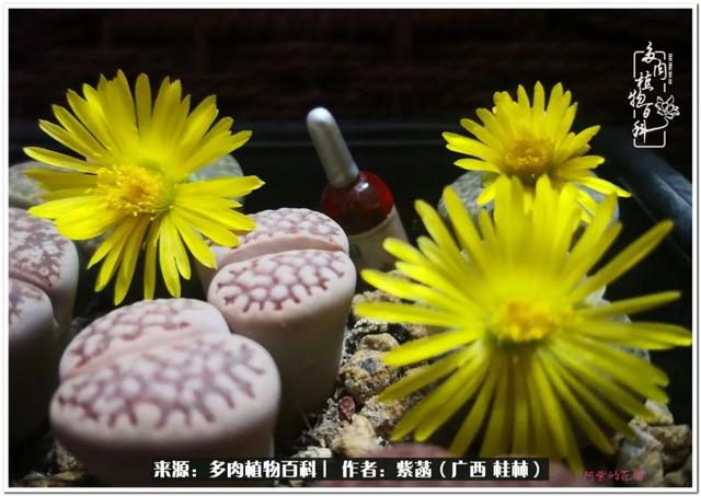 广西河沙洗砂机