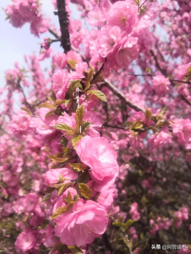 春光明媚，粉红的榆叶梅正芳菲，美美的令人陶醉