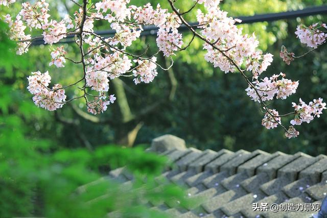 有一个院子，在四季里等着你，世间风云飘摇，此间岁月静好