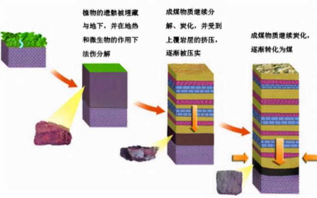 100多米厚的煤层是怎么形成的？远古地球上存在这么多植物吗？