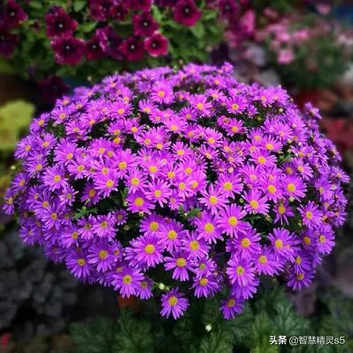 母爱是润物的细雨，母爱是醉人的春风