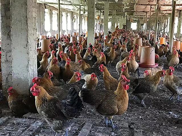 亚洲第一养殖户，年入500亿培养48个亿万富翁，保洁阿姨身价千万