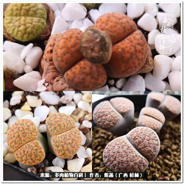 广西河沙洗砂机