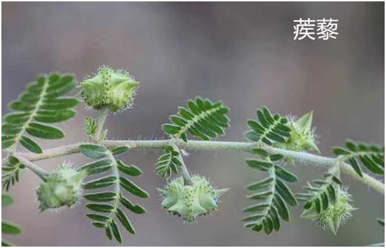瘙痒，关节肿胀，乳腺肿痛，了解一味草药